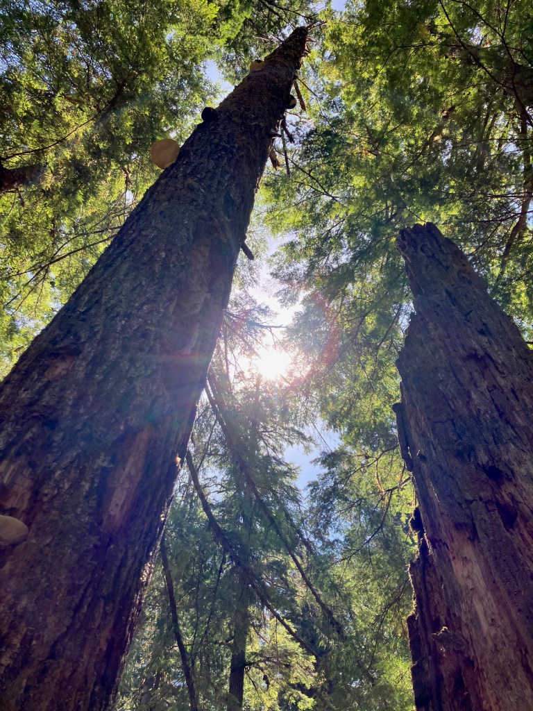 a view up through old growth forest into a bright sun. There are several saucer-shaped fungi on the trunk of one tree