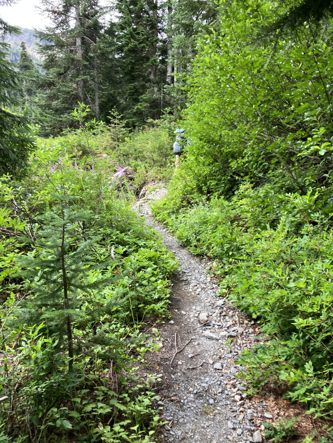 A narrow dirt trail bounded by brush in the foreground, with many conifers in the distance, along with a mountainside peeking out between the trees.