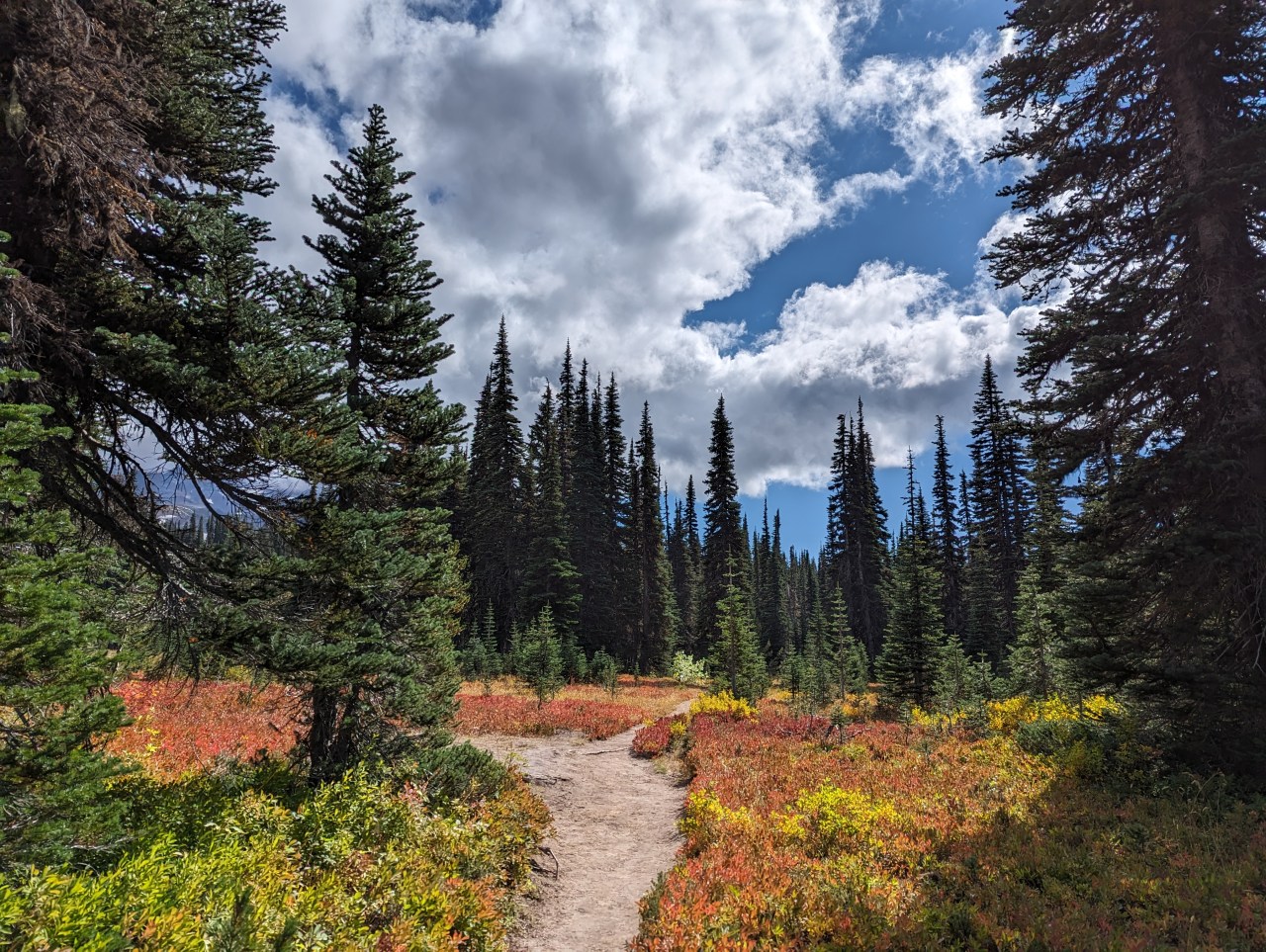A trail bordered immediately by low shrubs, possibly wild blueberry bushes, which are in turn bounded by tall conifers in every direction. The blue sky above is dominated by puffy clouds.